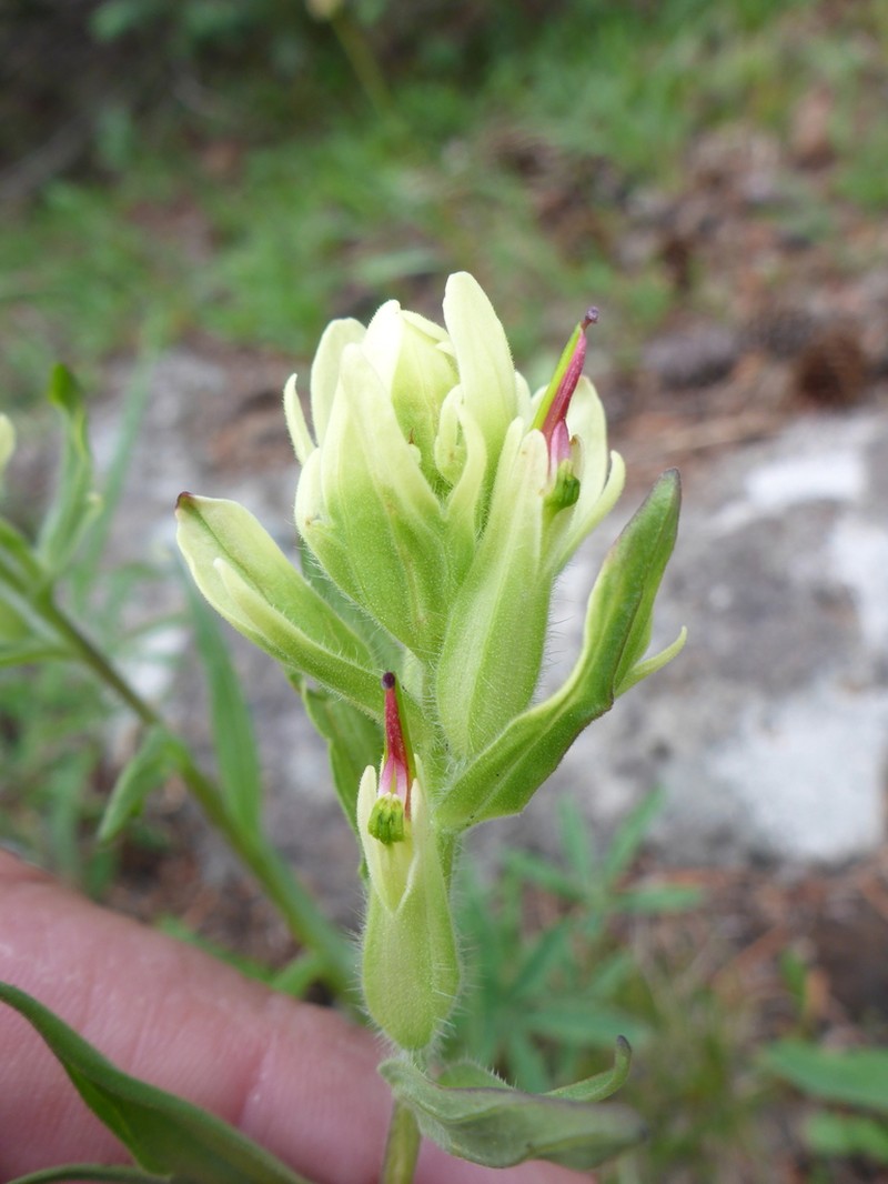 Aquarius Plateau Indian Paintbrush photo 2