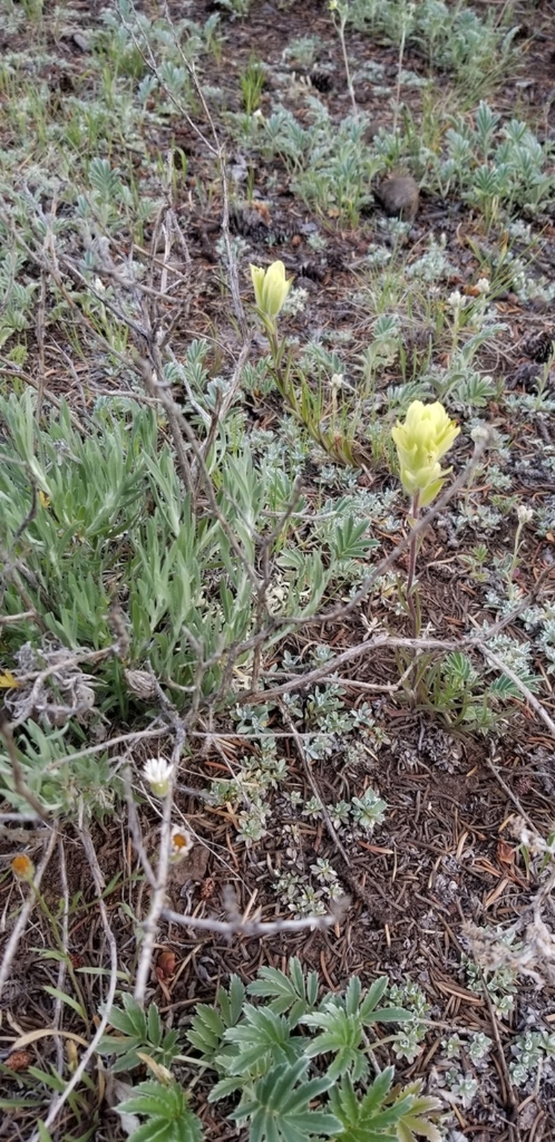 Aquarius Plateau Indian Paintbrush photo 3