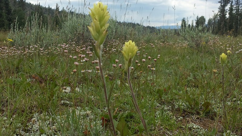 Aquarius Plateau Indian Paintbrush photo 4