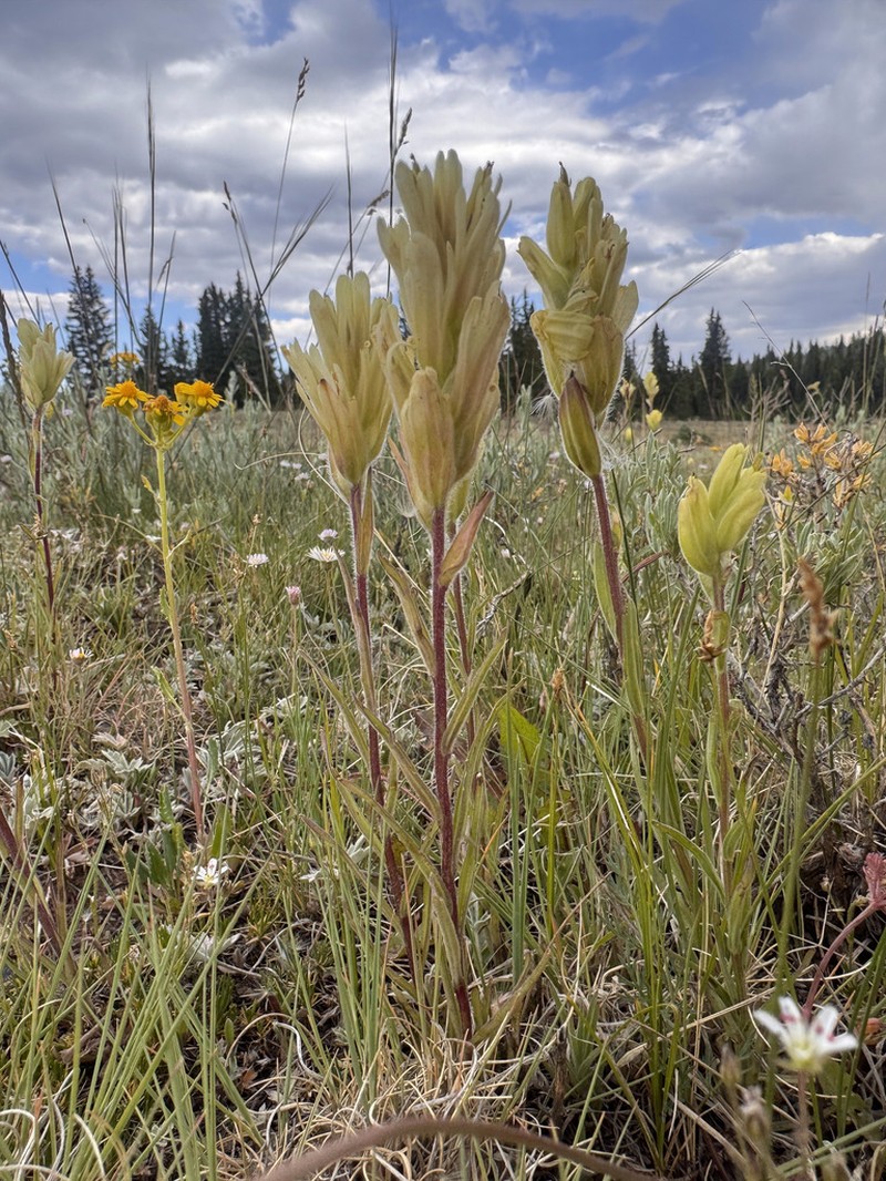 Aquarius Plateau Indian Paintbrush photo 5