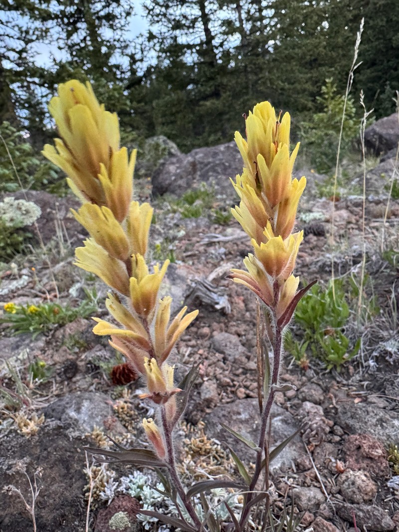 Aquarius Plateau Indian Paintbrush photo 6