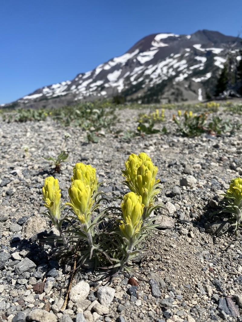 Cobwebby Indian Paintbrush
