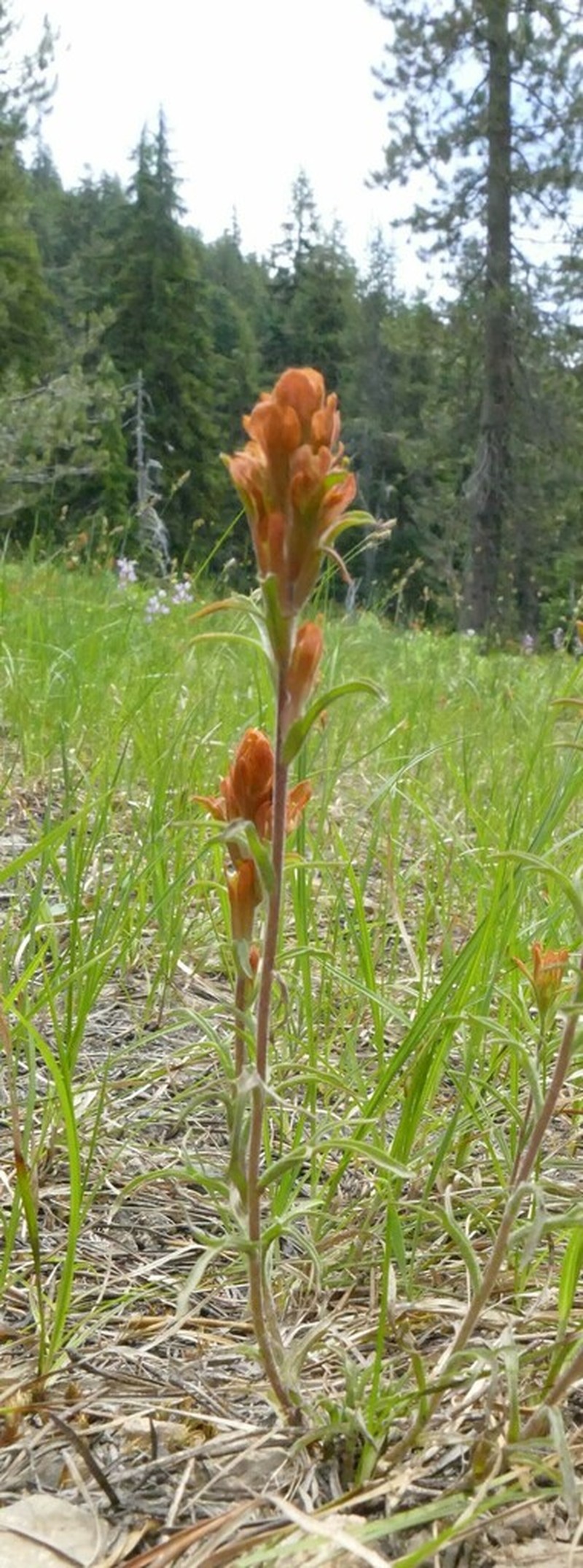 Cobwebby Indian Paintbrush photo 2