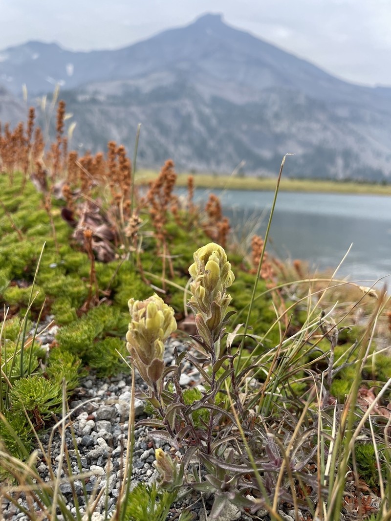 Cobwebby Indian Paintbrush photo 3