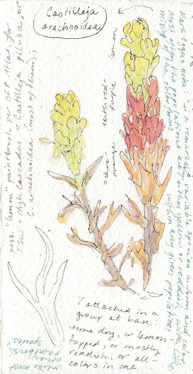 Cobwebby Indian Paintbrush photo 4