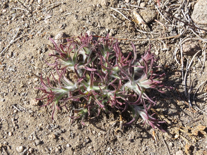 Cobwebby Indian Paintbrush photo 5