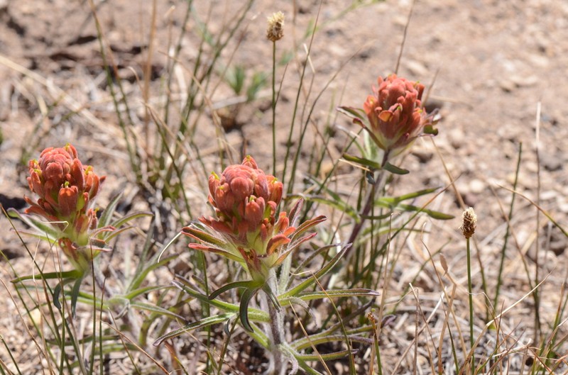 Cobwebby Indian Paintbrush photo 6