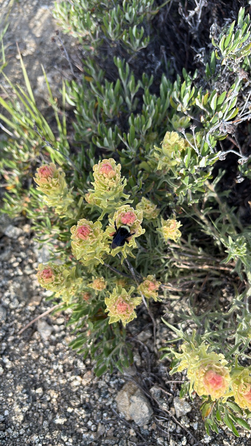 Cobwebby Indian Paintbrush photo 7