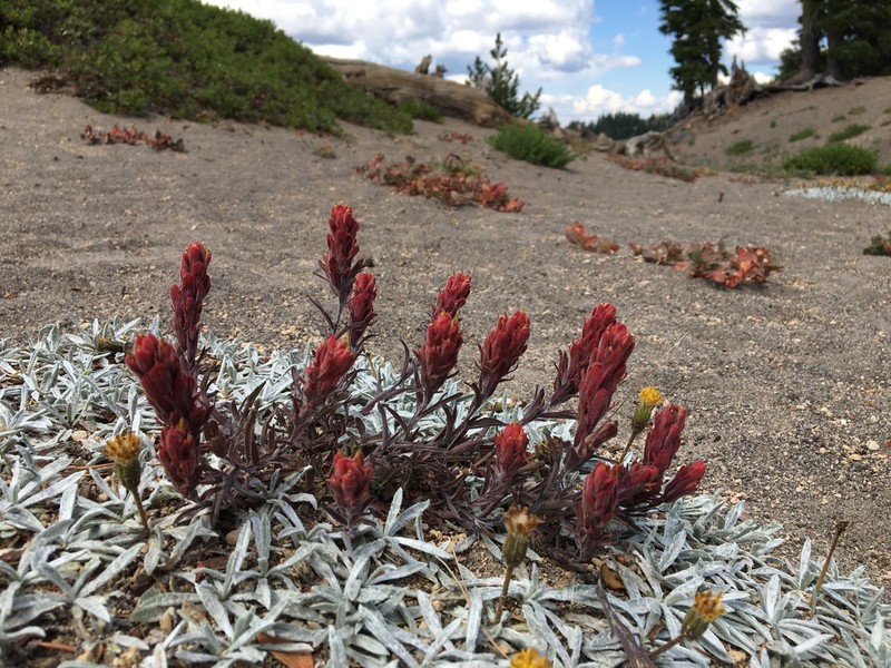 Cobwebby Indian Paintbrush photo 8
