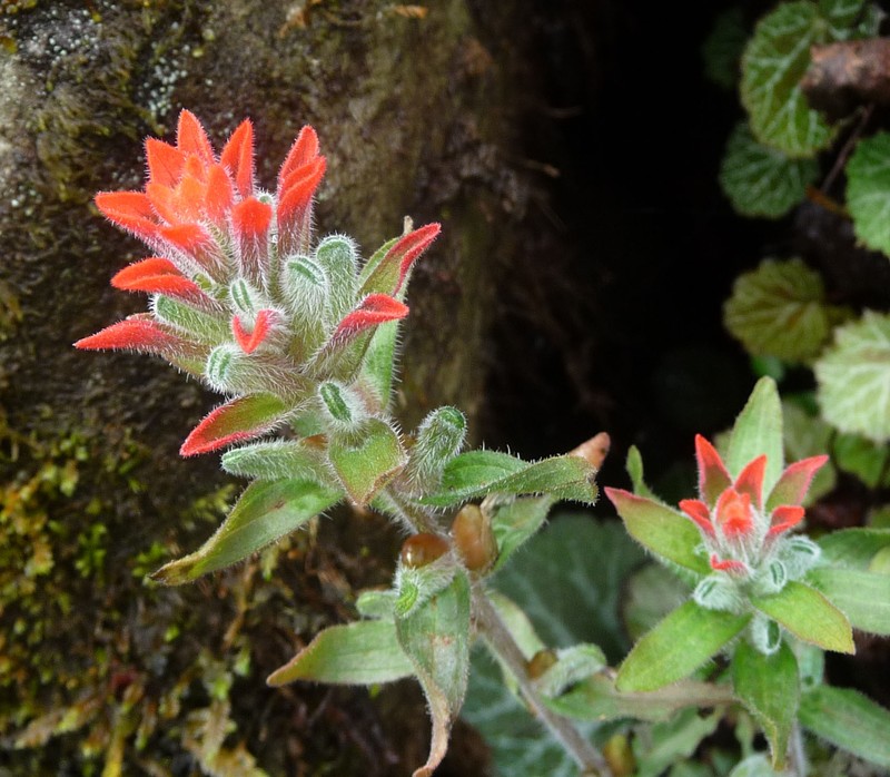 Field Indian Paintbrush photo 4