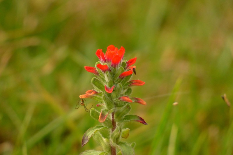 Field Indian Paintbrush photo 5