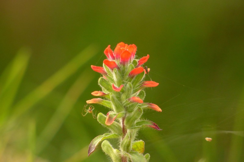 Field Indian Paintbrush photo 6