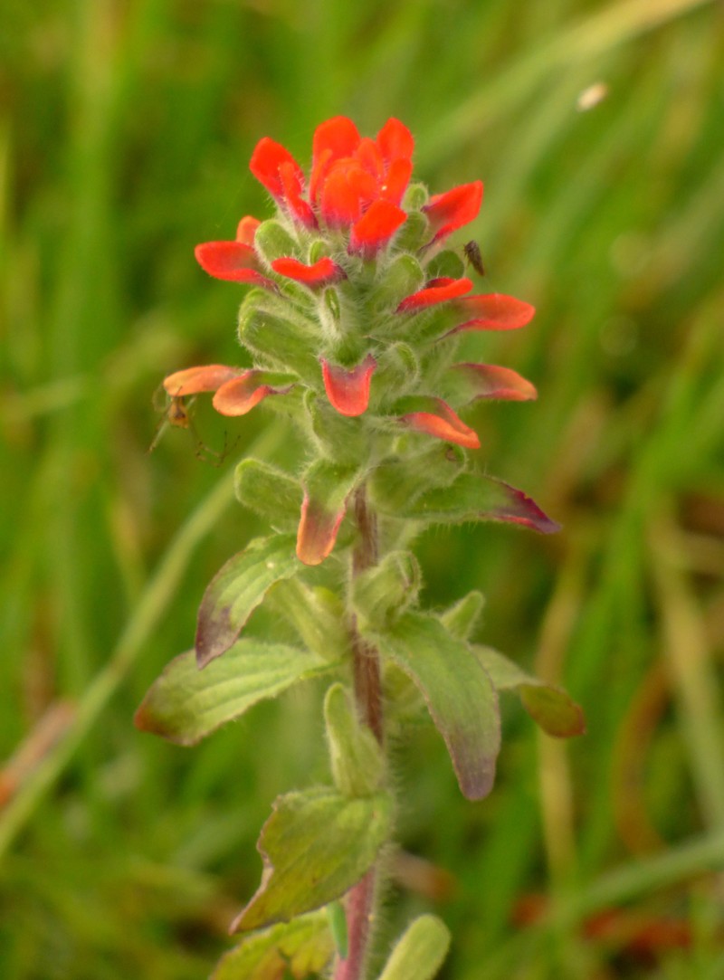 Field Indian Paintbrush photo 7