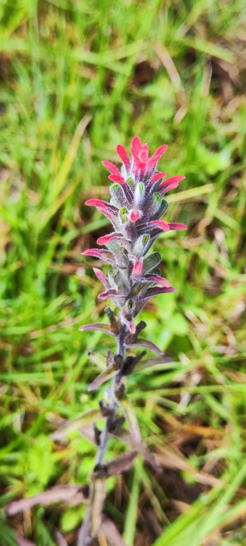 Field Indian Paintbrush photo 2