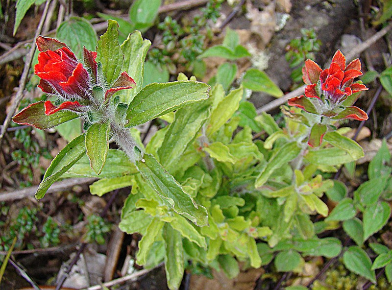 Field Indian Paintbrush photo 3