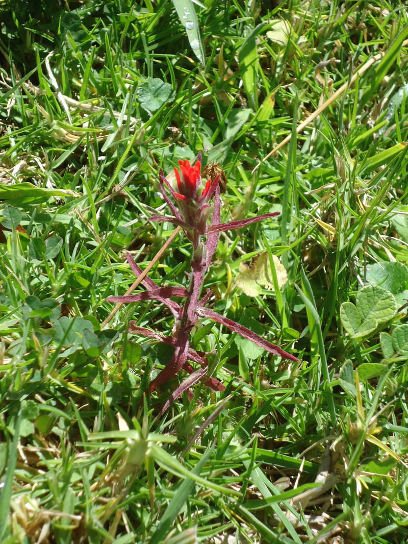 Field Indian Paintbrush
