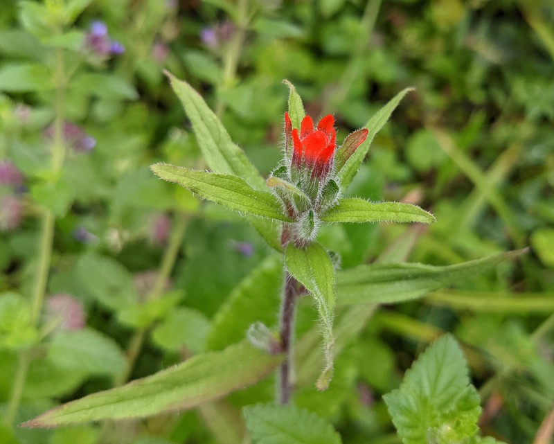 Castilleja arvensis var. arvensis