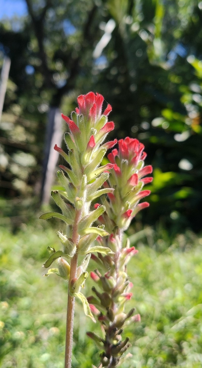 Castilleja arvensis var. arvensis photo 2