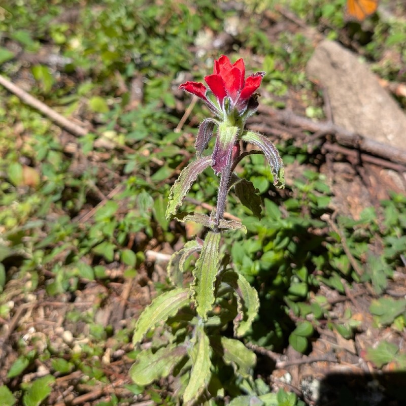 Castilleja arvensis var. arvensis photo 3