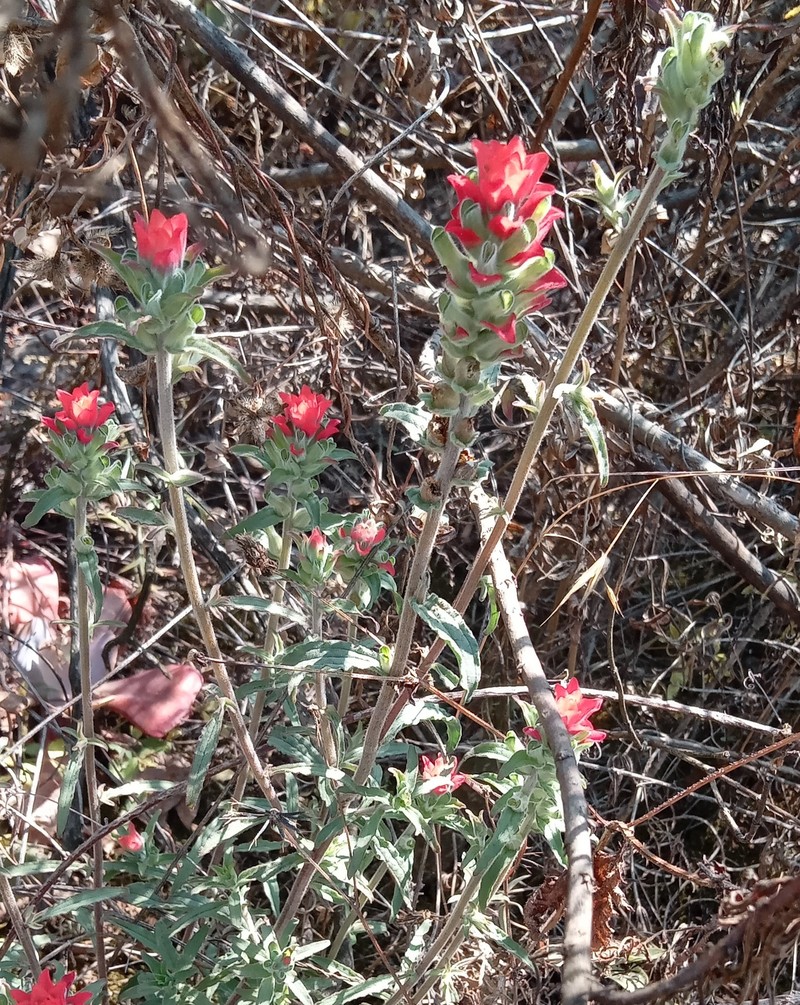 Castilleja arvensis var. arvensis photo 4