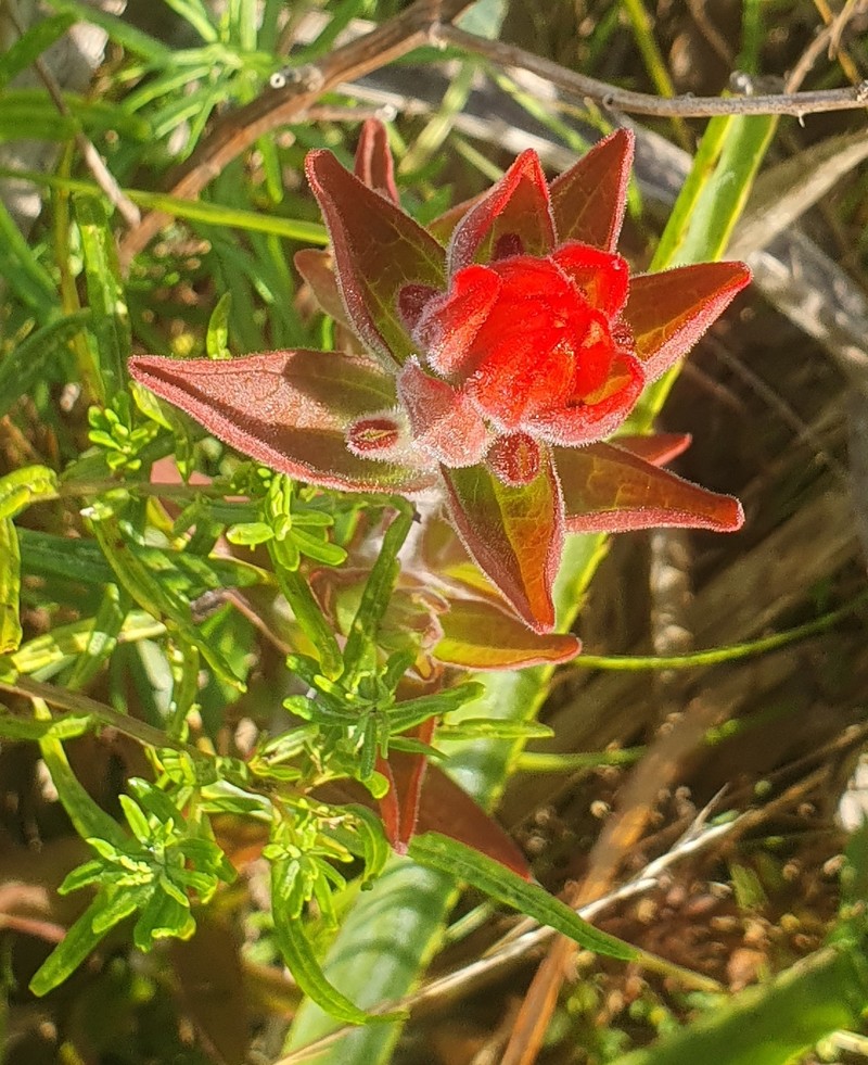 Castilleja arvensis var. pastorei
