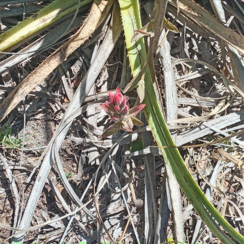 Castilleja arvensis var. pastorei photo 2