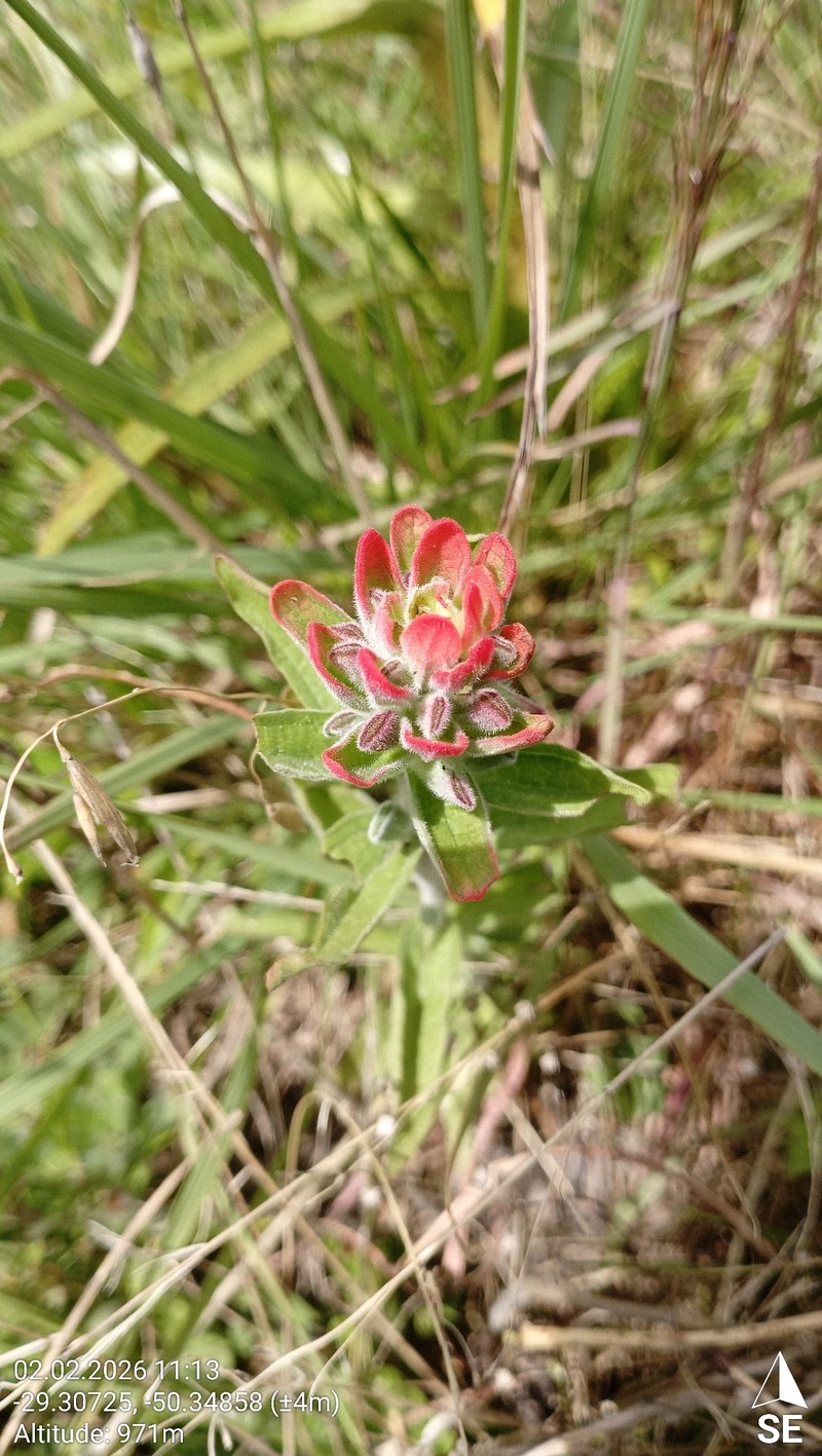 Castilleja arvensis var. pastorei photo 3