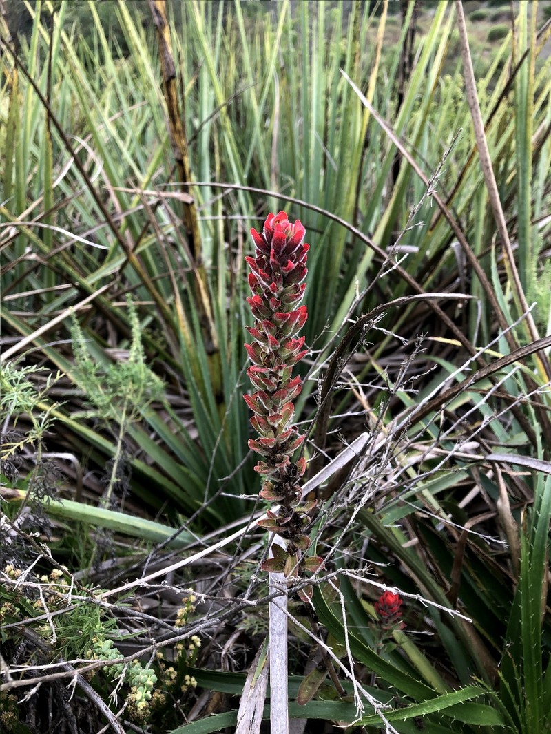 Castilleja arvensis var. pastorei photo 4
