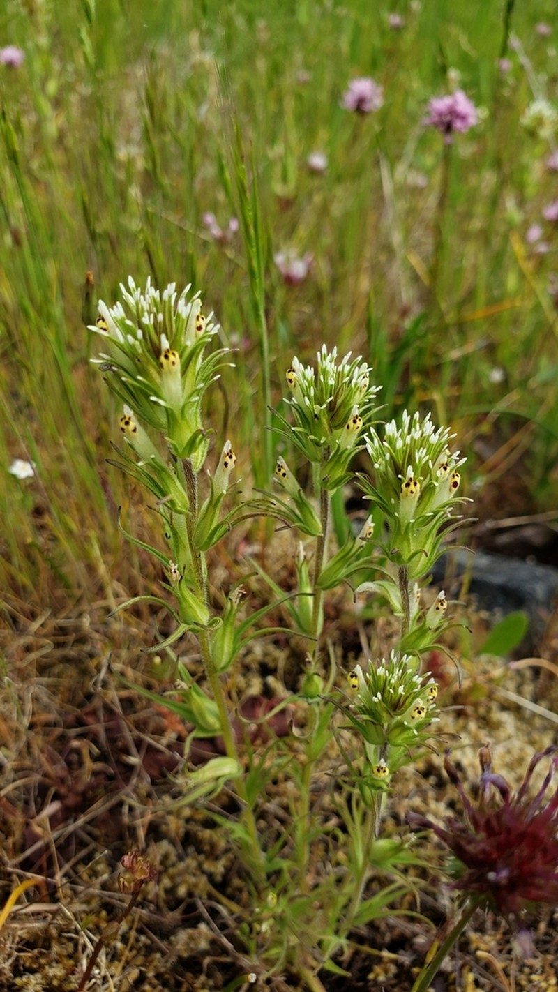 Attenuate Indian Paintbrush