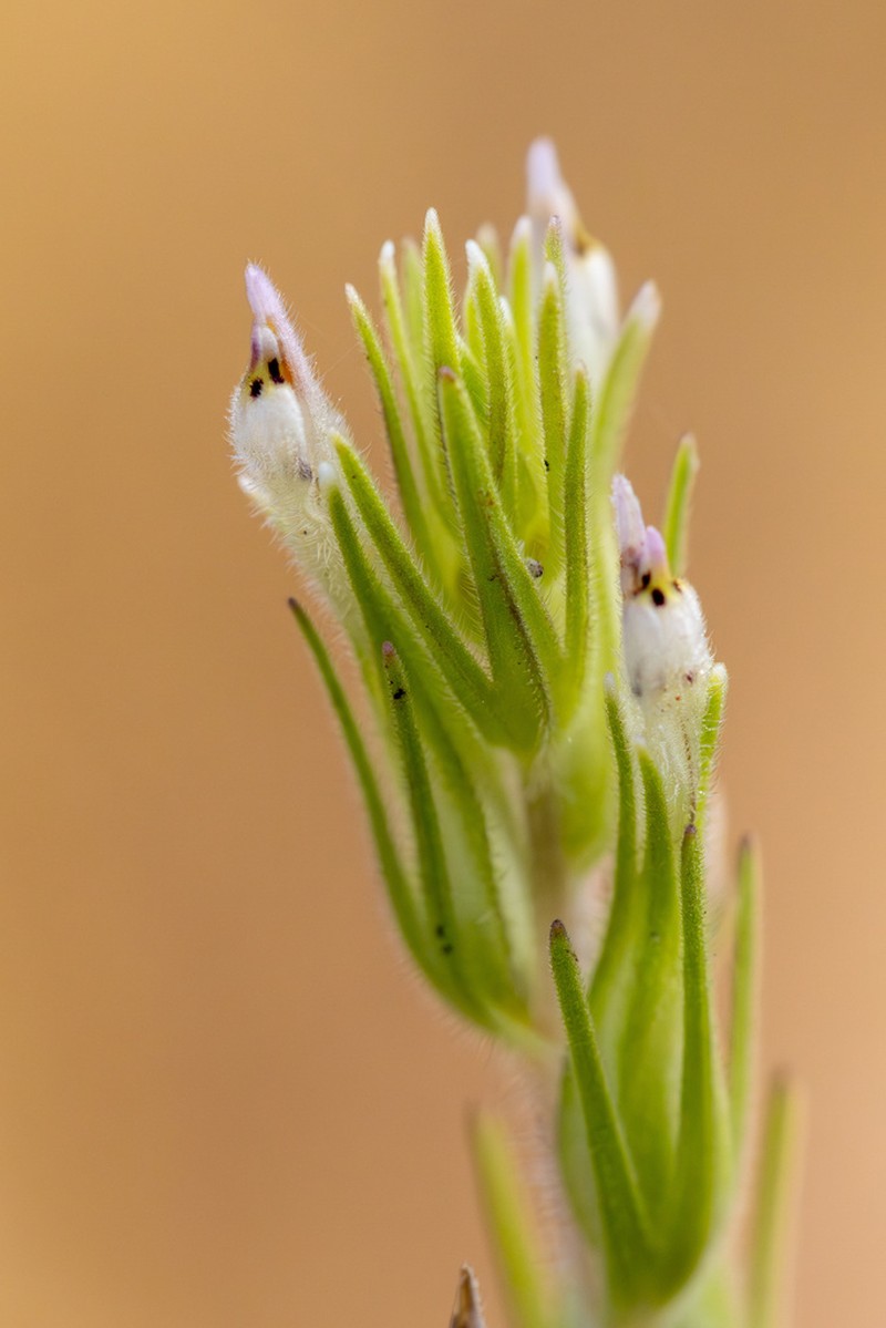 Attenuate Indian Paintbrush photo 2