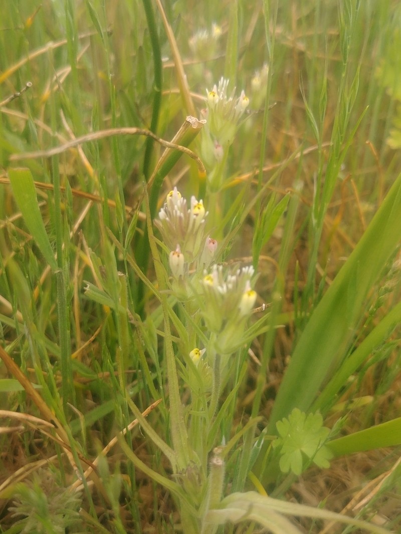 Attenuate Indian Paintbrush photo 3