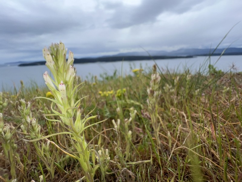 Attenuate Indian Paintbrush photo 4
