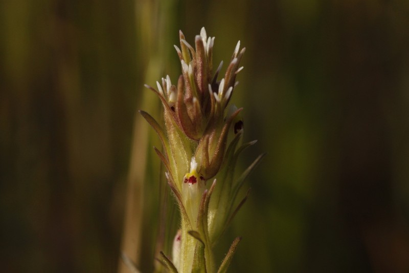 Attenuate Indian Paintbrush photo 5