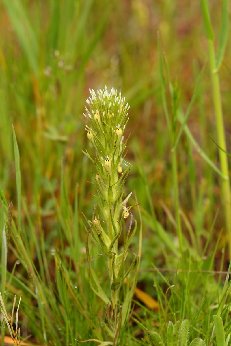 Attenuate Indian Paintbrush photo 6