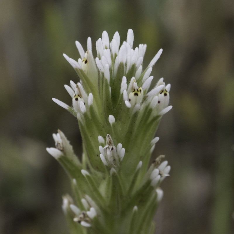 Attenuate Indian Paintbrush photo 7