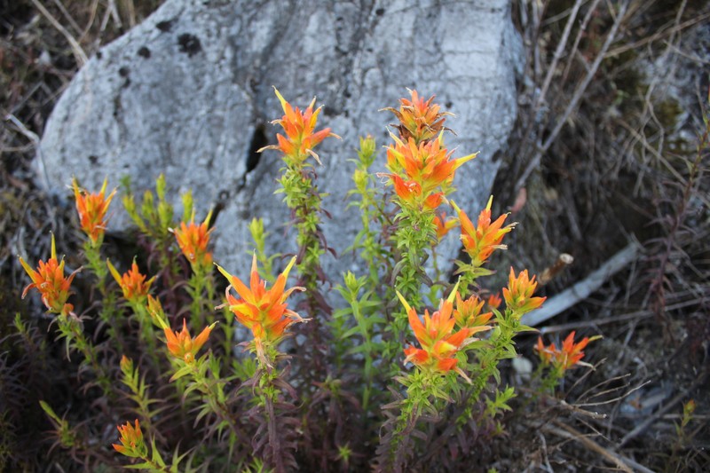 Castilleja auriculata var. auriculata