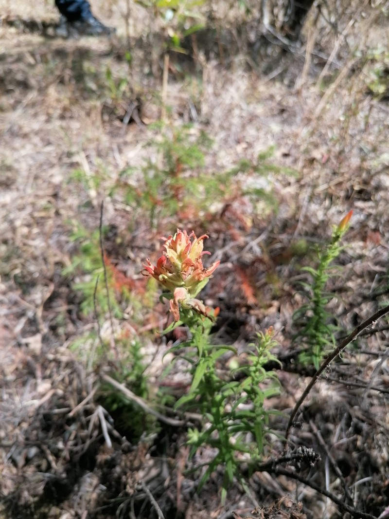 Castilleja auriculata var. auriculata photo 2