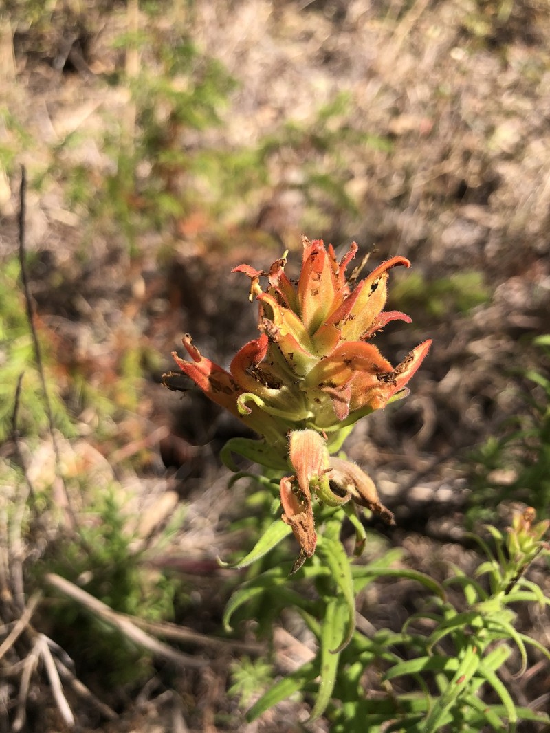 Castilleja auriculata var. auriculata photo 3