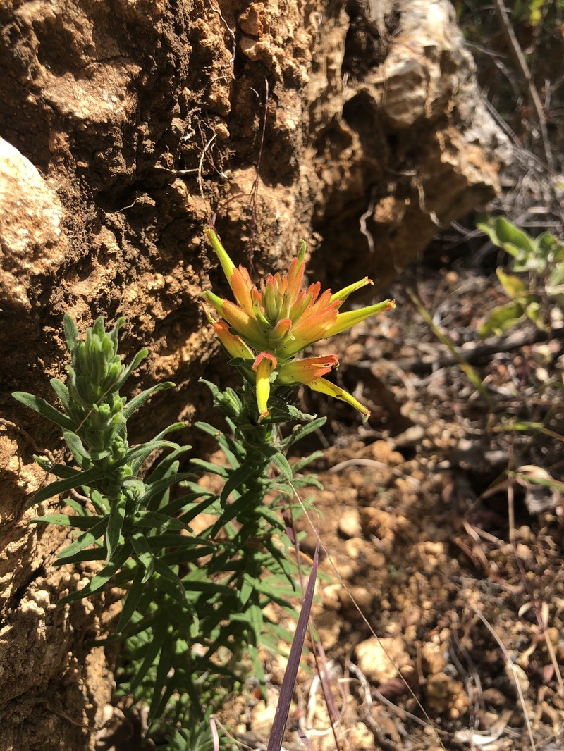 Castilleja auriculata var. auriculata photo 4