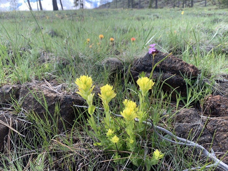 Castilleja brevilobata