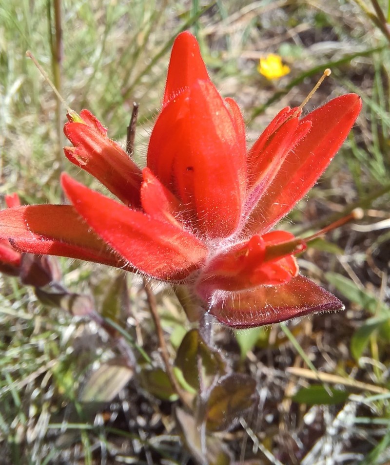 Castilleja brevilobata photo 2