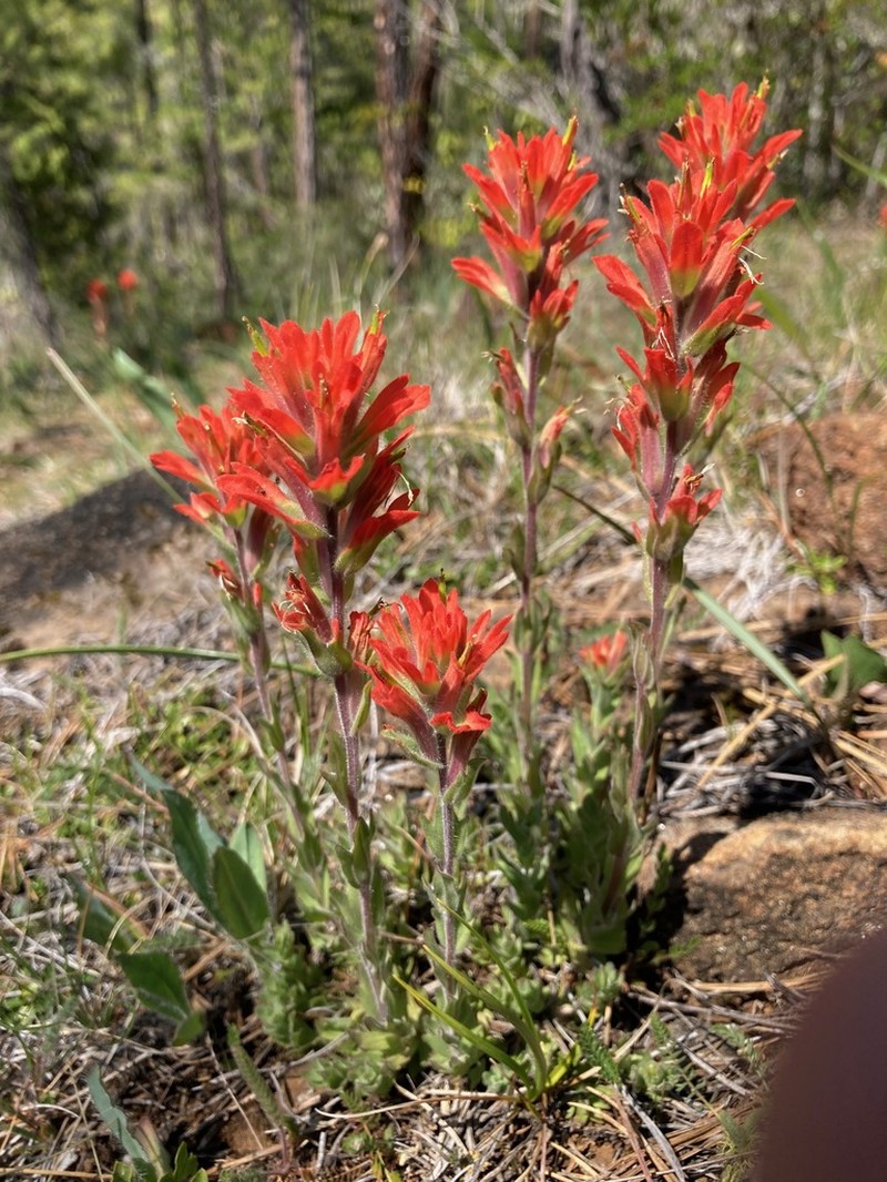 Castilleja brevilobata photo 3