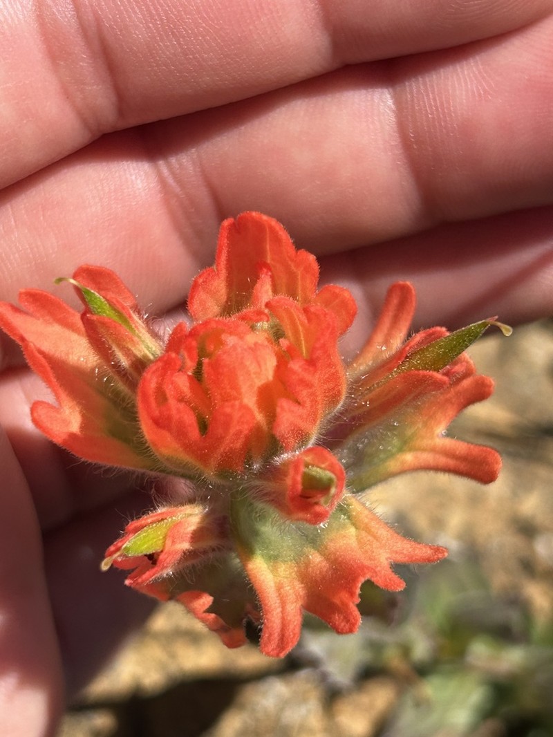 Castilleja brevilobata photo 4