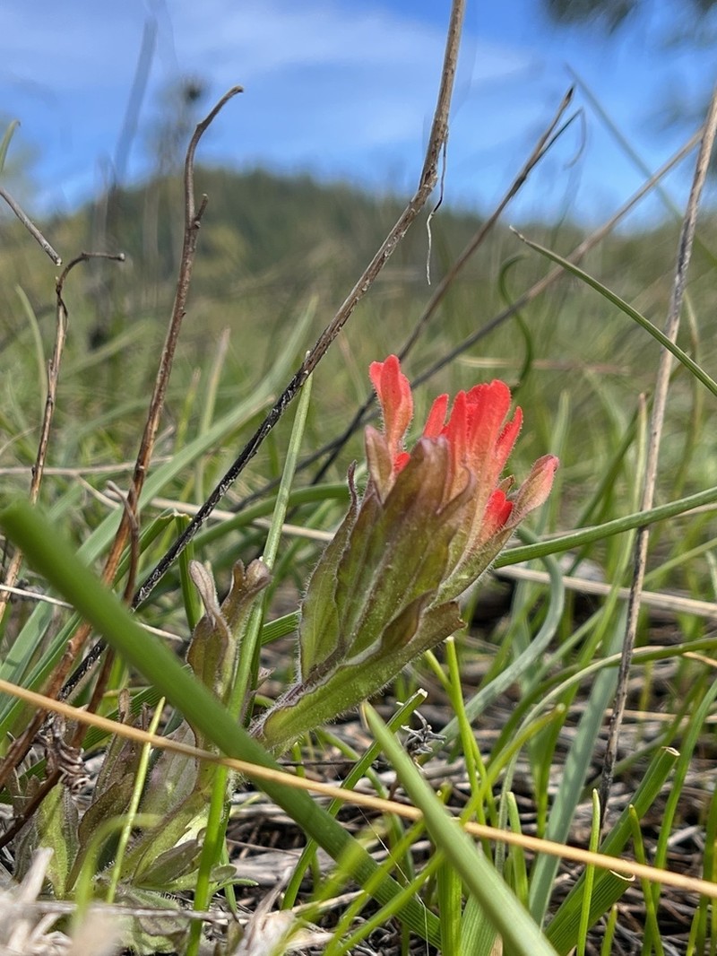 Castilleja brevilobata photo 5