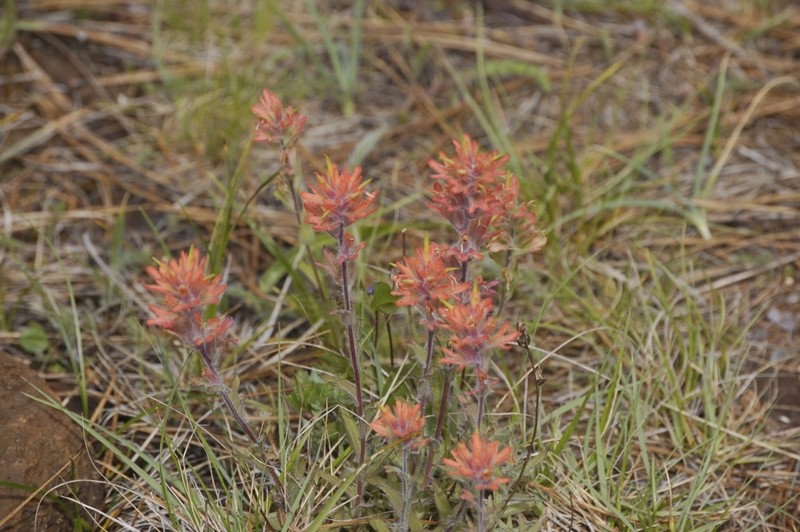 Castilleja brevilobata photo 6