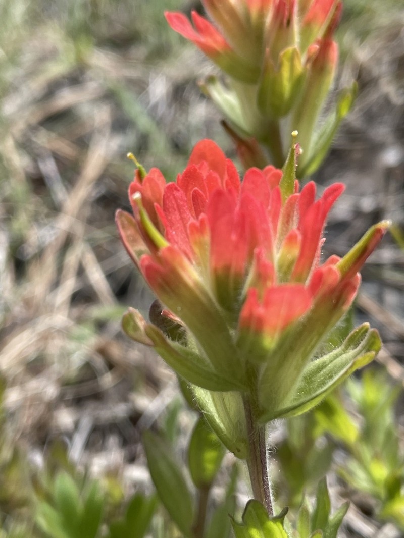 Castilleja brevilobata photo 7