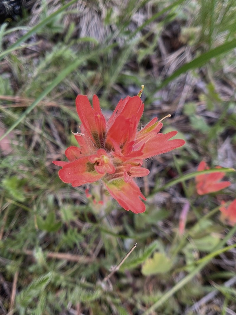Castilleja brevilobata photo 8