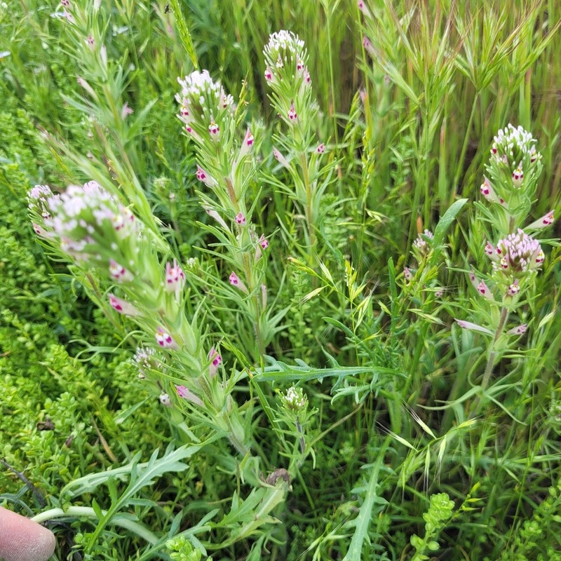 Shortstyle Indian Paintbrush