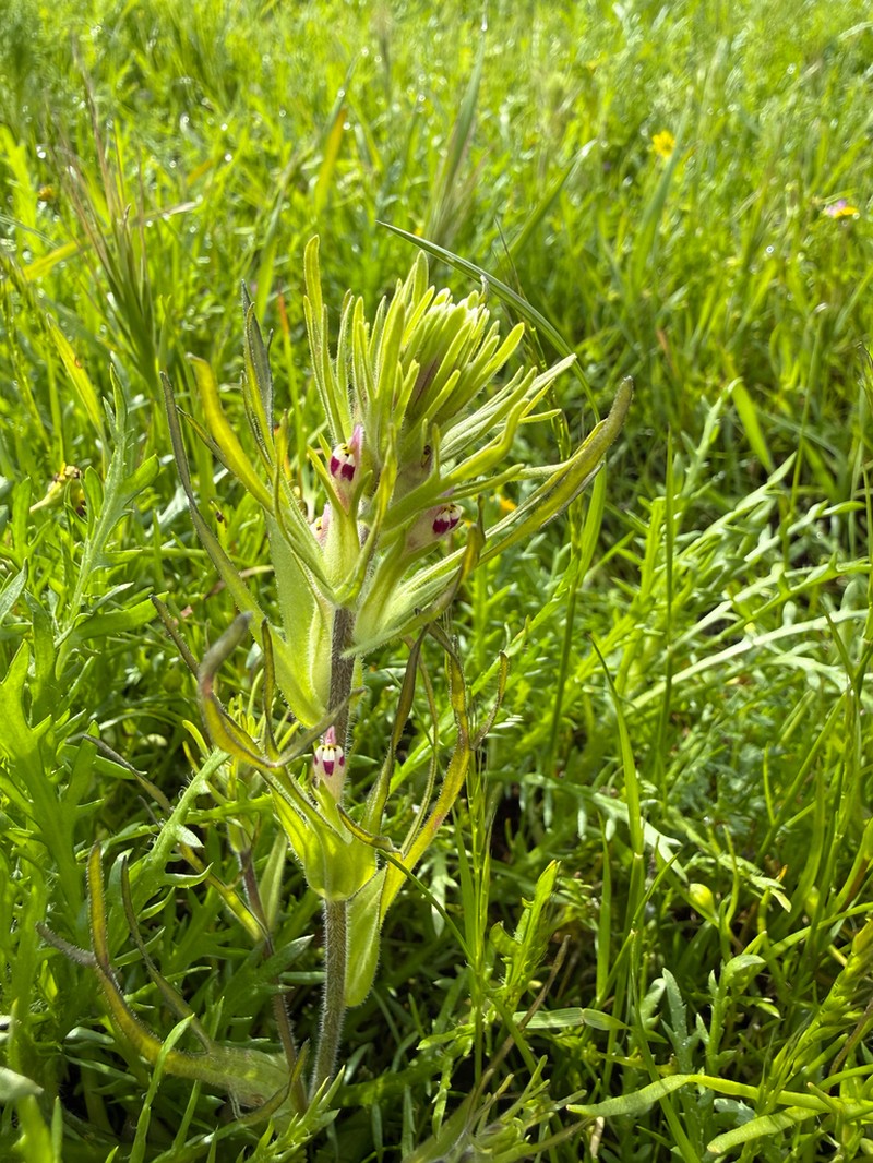 Shortstyle Indian Paintbrush photo 2
