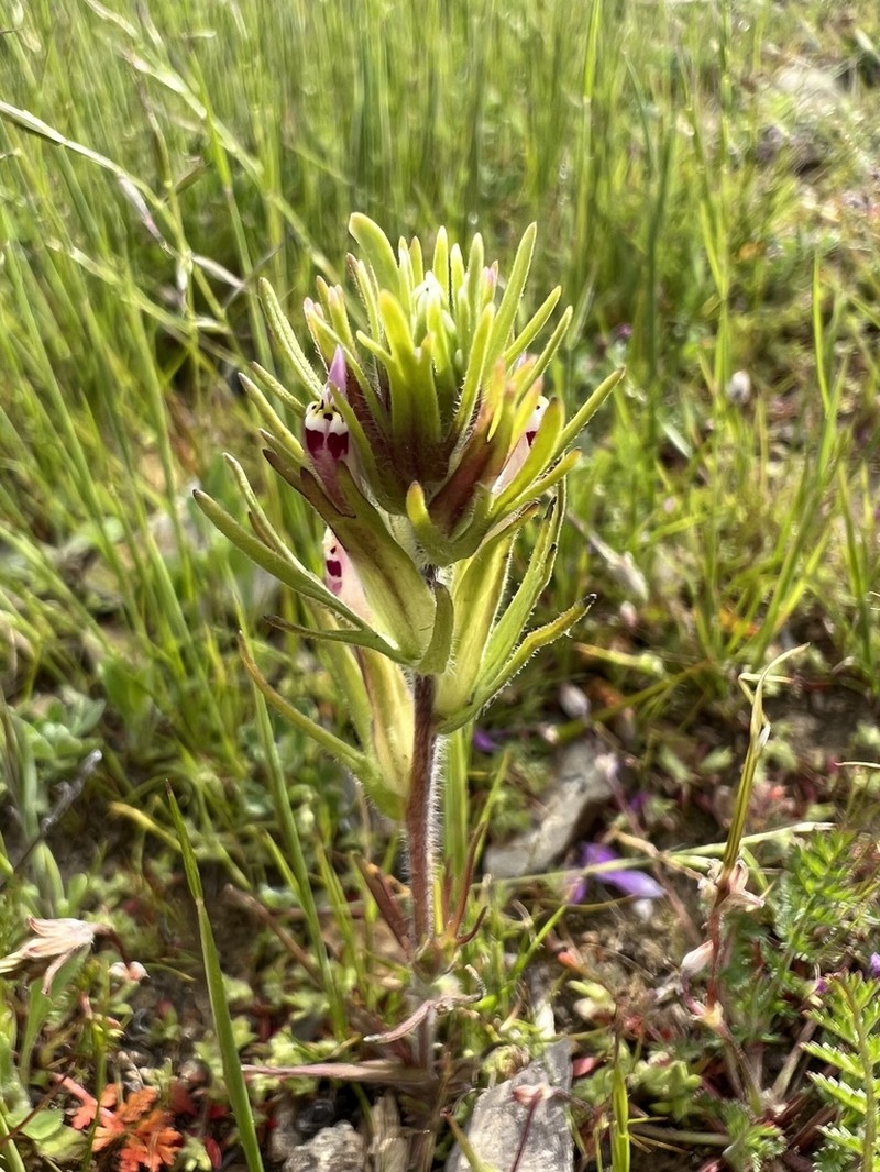 Shortstyle Indian Paintbrush photo 3